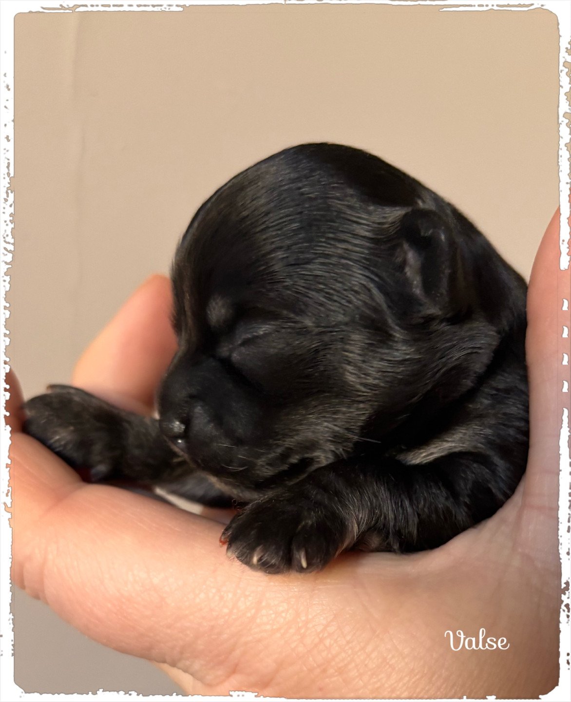 chiot Chihuahua Poil Long Noir et tan Valse Chihuahuas Des Petits Pas de Danse