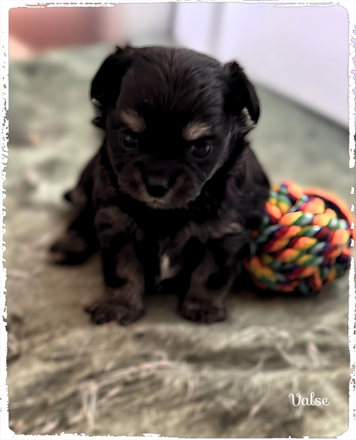 chiot Chihuahua Poil Long Noir et tan Valse Chihuahuas Des Petits Pas de Danse