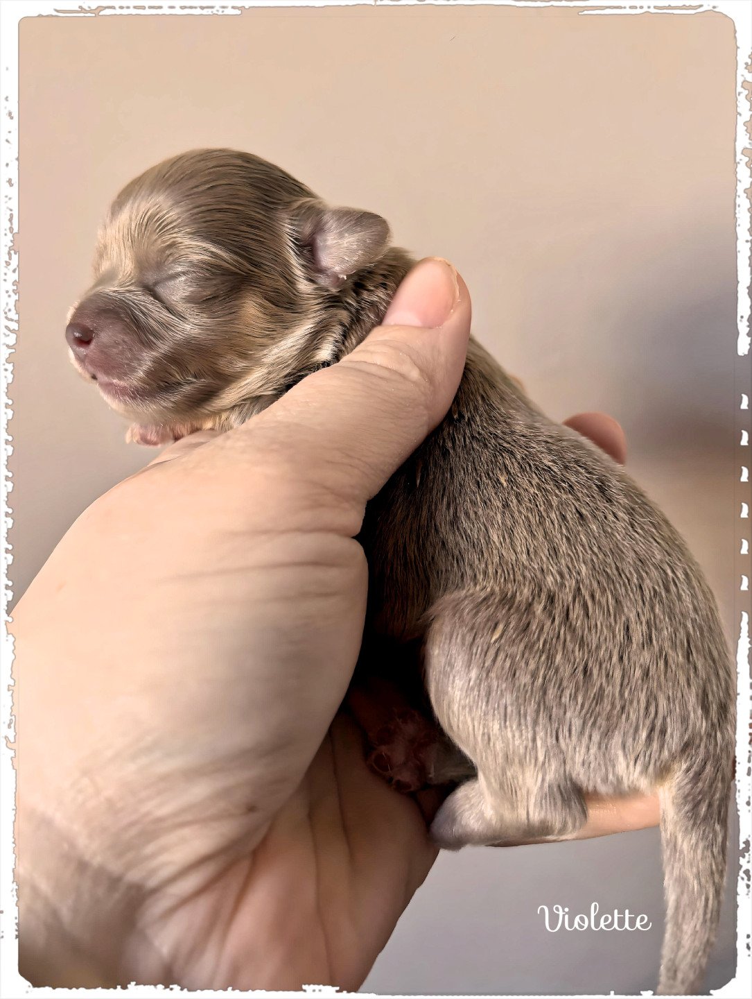 chiot Chihuahua Poil Long Lilas et tan Violette Chihuahuas Des Petits Pas de Danse