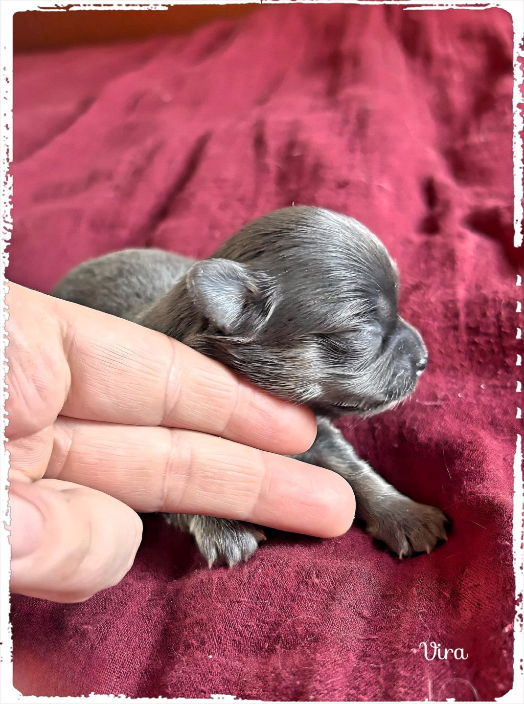 chiot Chihuahua Poil Long Bleu et tan Vira Chihuahuas Des Petits Pas de Danse