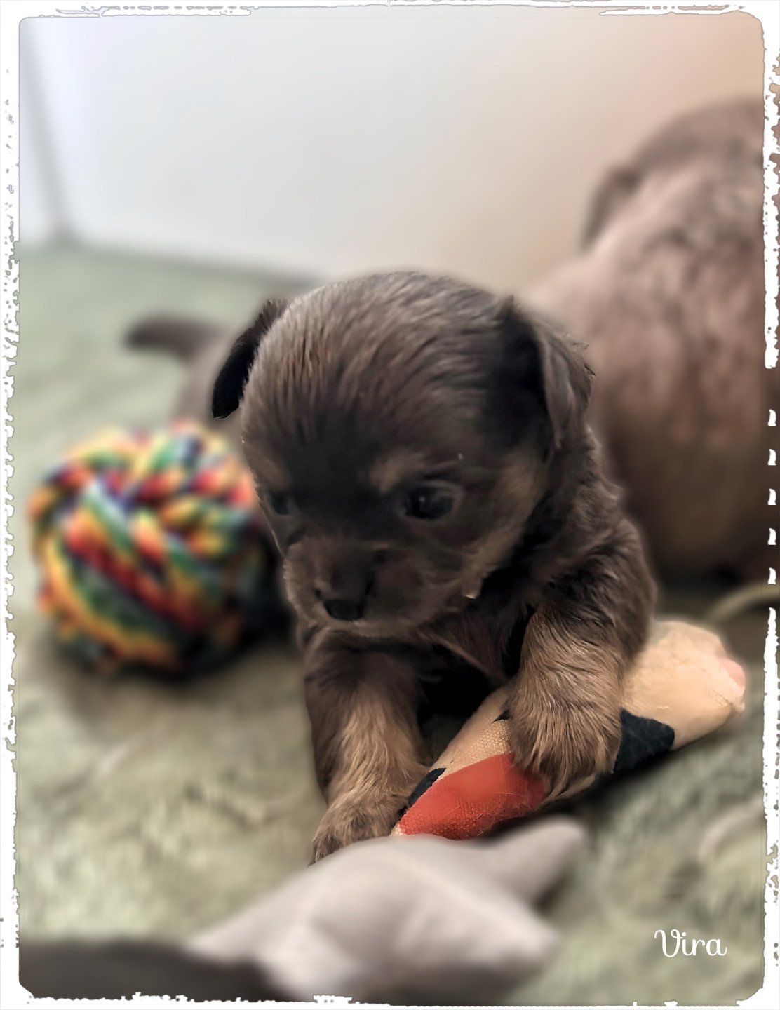 chiot Chihuahua Poil Long Bleu et tan Vira Chihuahuas Des Petits Pas de Danse