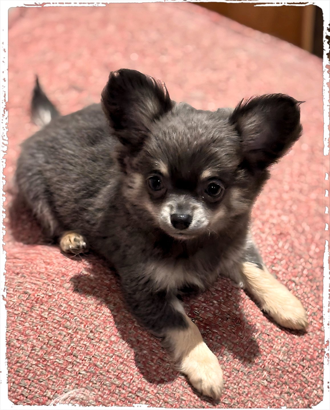 chiot Chihuahua Poil Long Bleu et tan Vira Chihuahuas Des Petits Pas de Danse