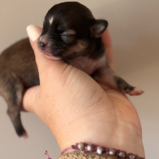 chiot Chihuahua Poil Long Fauve Abanera Chihuahuas Des Petits Pas de Danse