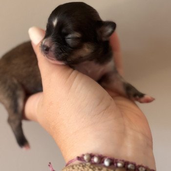 chiot Chihuahua Poil Long Fauve Abanera Chihuahuas Des Petits Pas de Danse