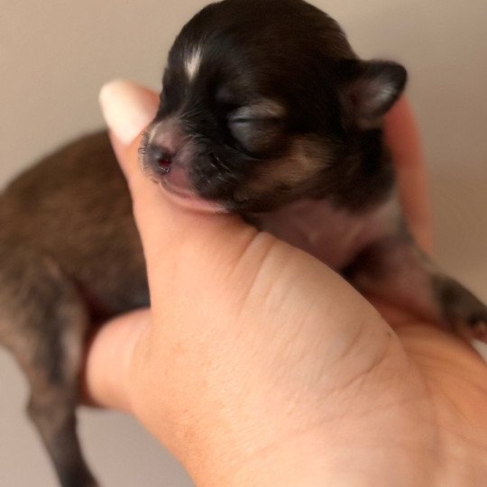 Abanera Femelle Chihuahua Poil Long