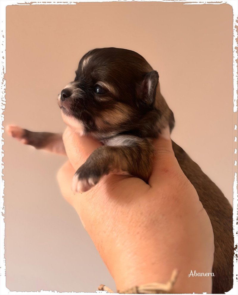 Abanera Femelle Chihuahua Poil Long