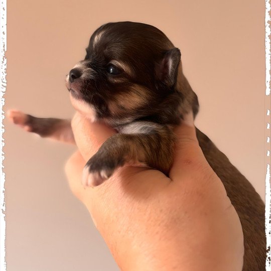 Abanera Femelle Chihuahua Poil Long