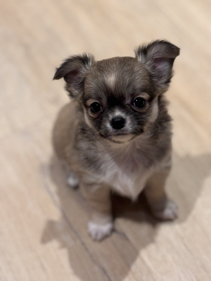 Abanera Femelle Chihuahua Poil Long