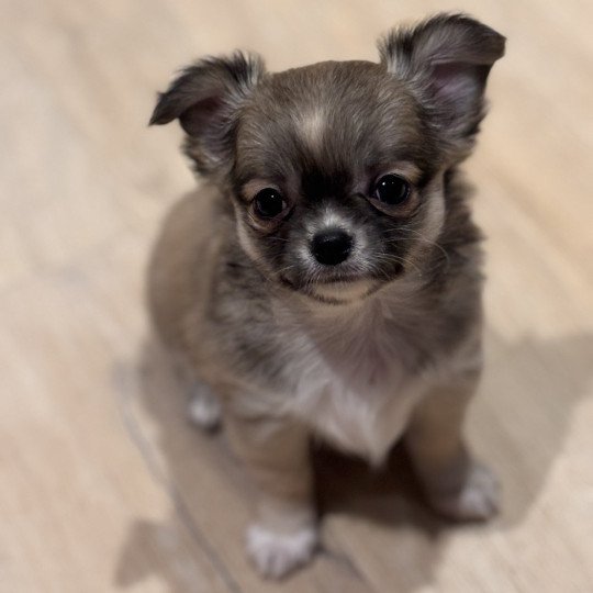 Abanera Femelle Chihuahua Poil Long