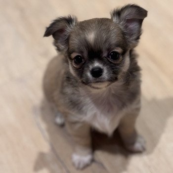 chiot Chihuahua Poil Long Fauve Abanera Chihuahuas Des Petits Pas de Danse