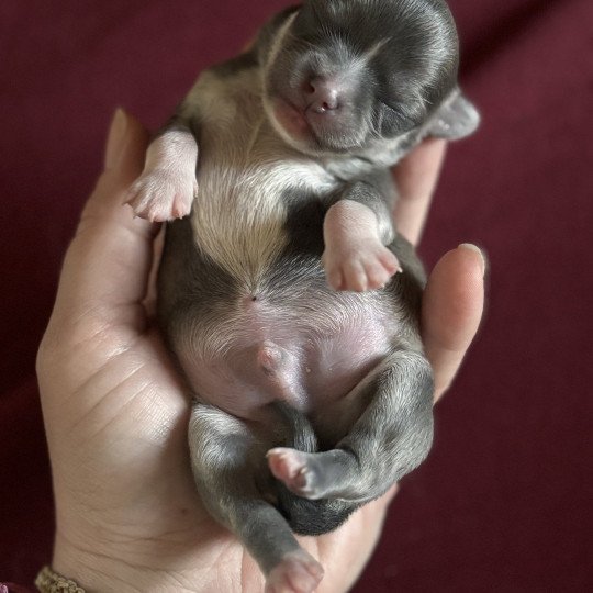 chiot Chihuahua Poil Long Bleu fawn panaché blanc Ako Chihuahuas Des Petits Pas de Danse