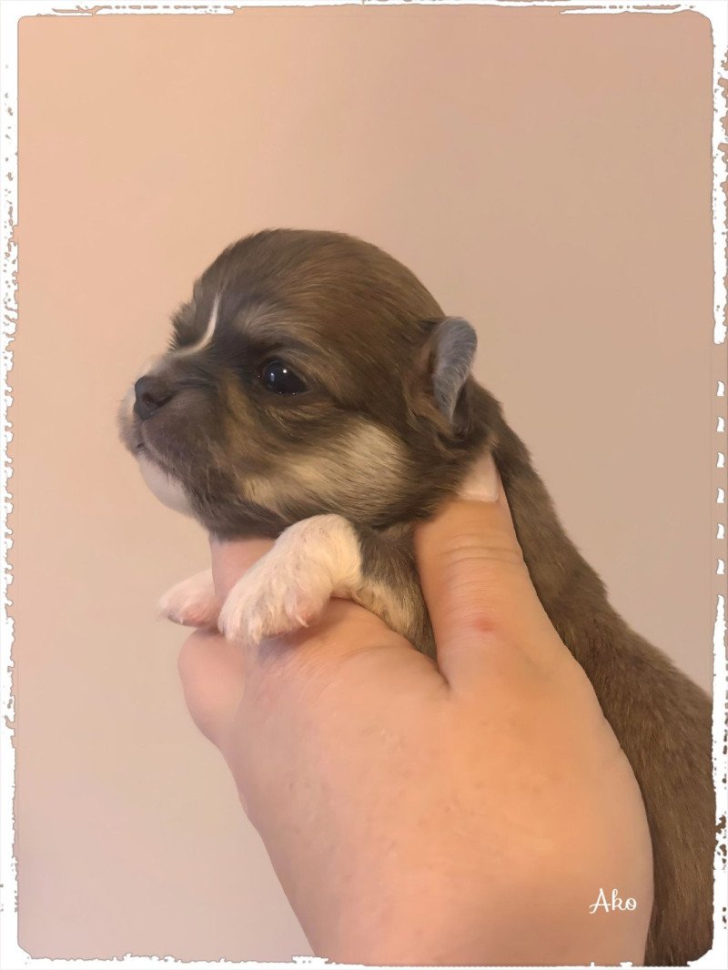 Ako Mâle Chihuahua Poil Long