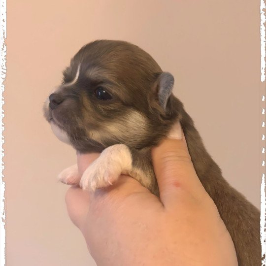 Ako Mâle Chihuahua Poil Long