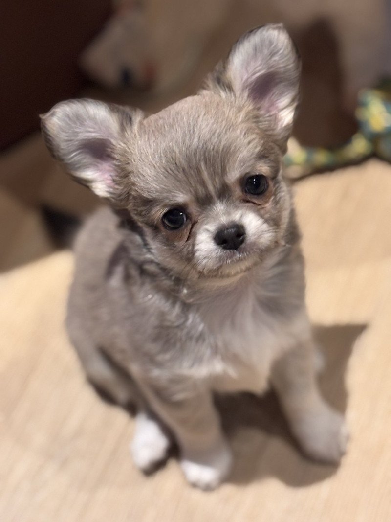 Ako Mâle Chihuahua Poil Long