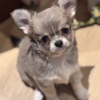 chiot Chihuahua Poil Long Bleu fawn panaché blanc Ako Chihuahuas Des Petits Pas de Danse