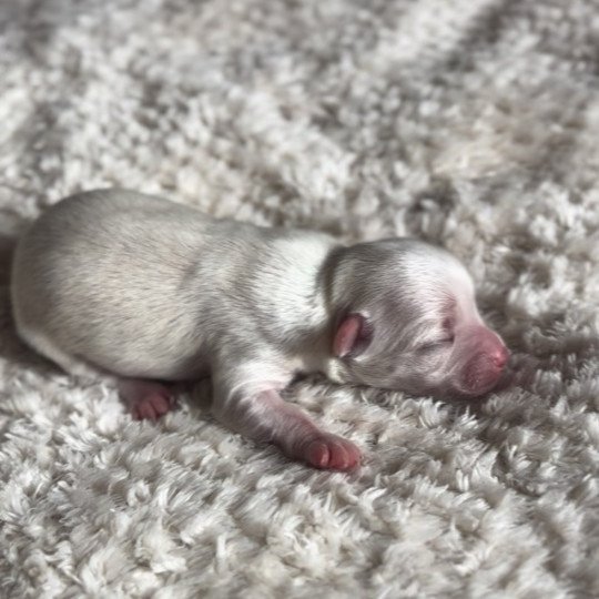chiot Chihuahua Poil Long Blanc Arkan Chihuahuas Des Petits Pas de Danse