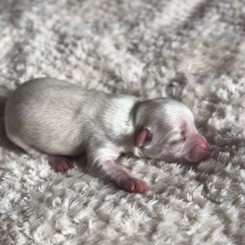 chiot Chihuahua Poil Long Blanc Arkan Chihuahuas Des Petits Pas de Danse