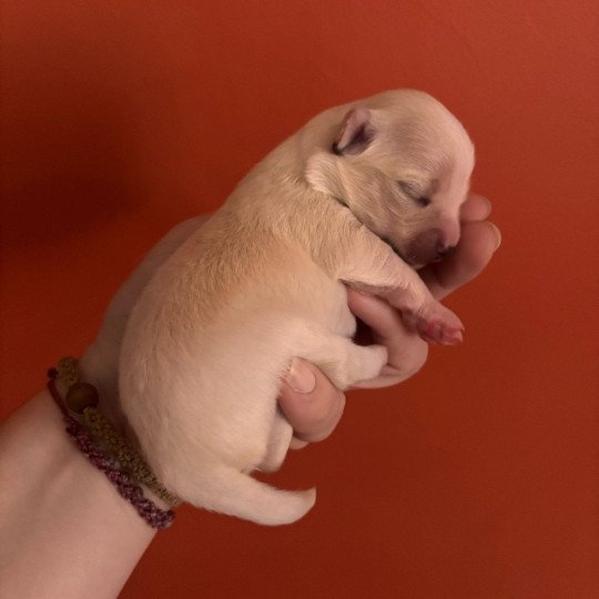 Arkan Mâle Chihuahua Poil Long