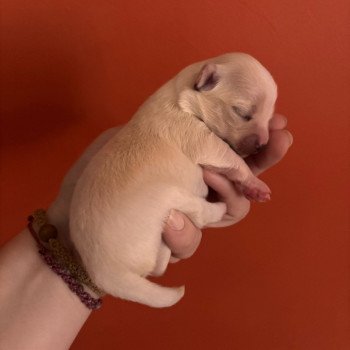 chiot Chihuahua Poil Long Blanc Arkan Chihuahuas Des Petits Pas de Danse
