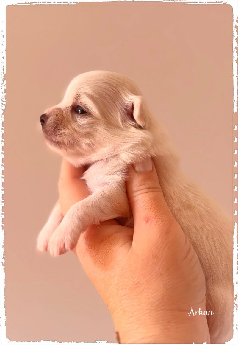 Arkan Mâle Chihuahua Poil Long