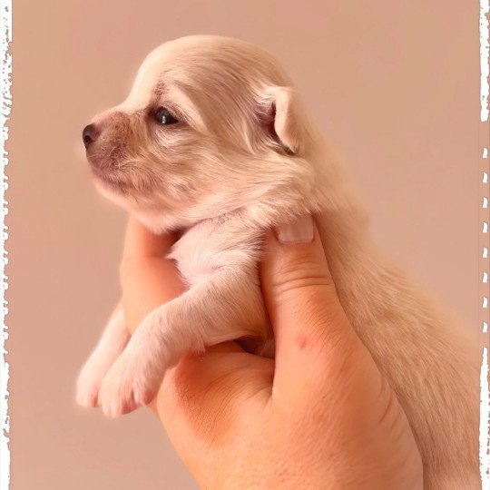 Arkan Mâle Chihuahua Poil Long