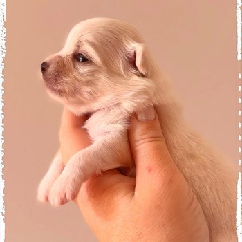 chiot Chihuahua Poil Long Blanc Arkan Chihuahuas Des Petits Pas de Danse