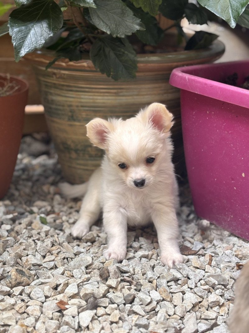 Arkan Mâle Chihuahua Poil Long