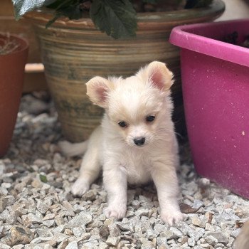 chiot Chihuahua Poil Long Blanc Arkan Chihuahuas Des Petits Pas de Danse