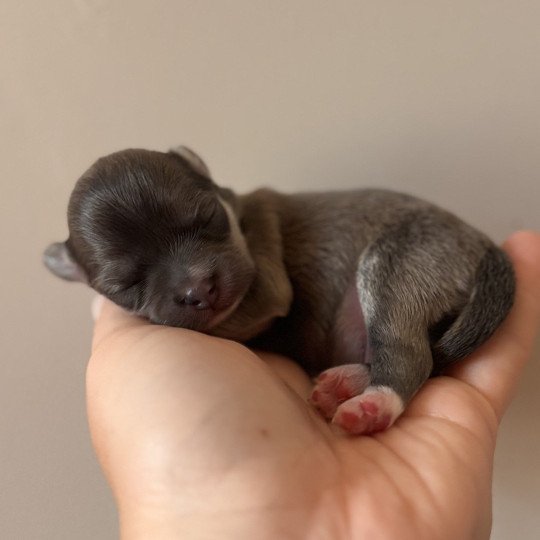 Arlem shake Mâle Chihuahua Poil Long