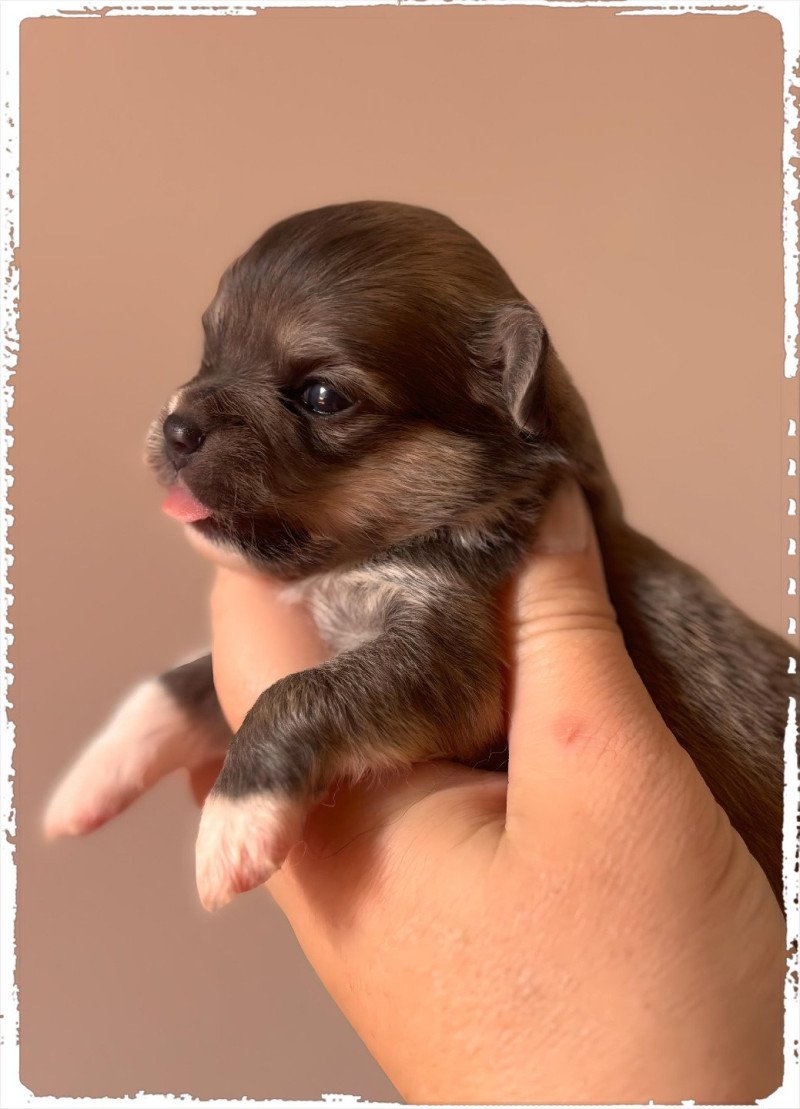 Arlem shake Mâle Chihuahua Poil Long