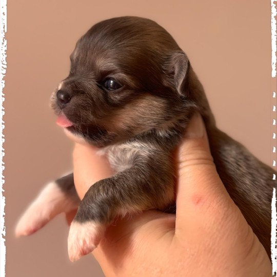Arlem shake Mâle Chihuahua Poil Long