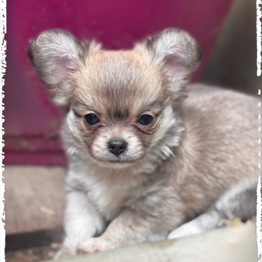 Arlem shake Mâle Chihuahua Poil Long