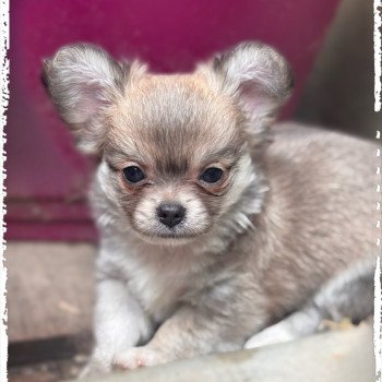 chiot Chihuahua Poil Long Bleu fawn panaché blanc Arlem shake Chihuahuas Des Petits Pas de Danse