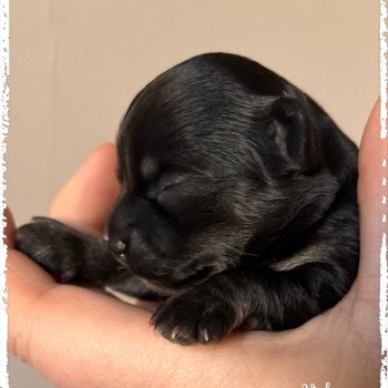 chiot Chihuahua Poil Long Noir et tan Valse Chihuahuas Des Petits Pas de Danse chiot Chihuahua Poil Long Noir et tan Valse Chihuahuas Des Petits Pas de Danse