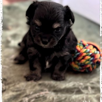 chiot Chihuahua Poil Long Noir et tan Valse Chihuahuas Des Petits Pas de Danse chiot Chihuahua Poil Long Noir et tan Valse Chihuahuas Des Petits Pas de Danse