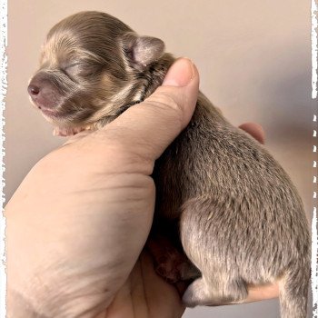 chiot Chihuahua Poil Long Lilas et tan Violette Chihuahuas Des Petits Pas de Danse chiot Chihuahua Poil Long Lilas et tan Violette Chihuahuas Des Petits Pas de Danse
