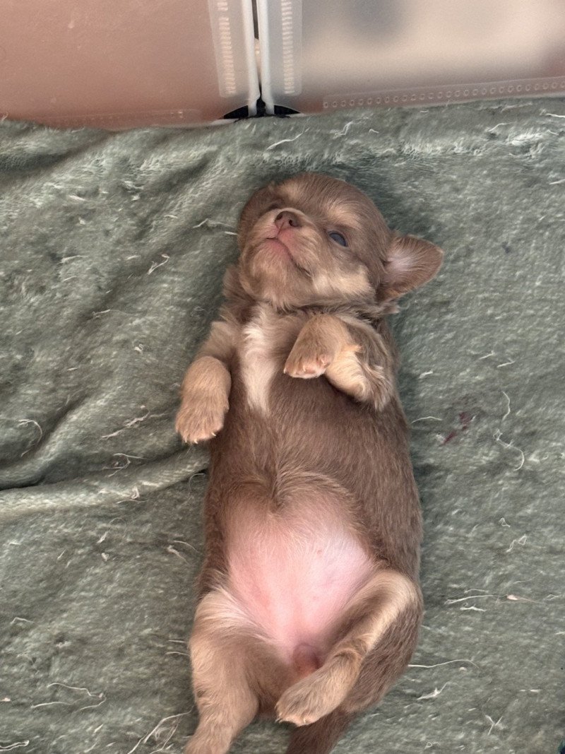 Violette Femelle Chihuahua Poil Long