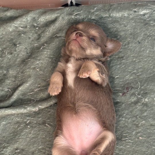 Violette Femelle Chihuahua Poil Long