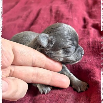 chiot Chihuahua Poil Long Bleu et tan Vira Chihuahuas Des Petits Pas de Danse chiot Chihuahua Poil Long Bleu et tan Vira Chihuahuas Des Petits Pas de Danse