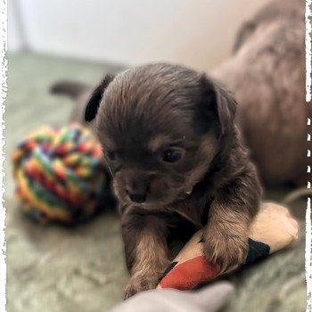 chiot Chihuahua Poil Long Bleu et tan Vira Chihuahuas Des Petits Pas de Danse chiot Chihuahua Poil Long Bleu et tan Vira Chihuahuas Des Petits Pas de Danse