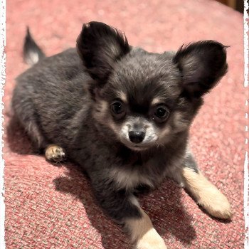 chiot Chihuahua Poil Long Bleu et tan Vira Chihuahuas Des Petits Pas de Danse chiot Chihuahua Poil Long Bleu et tan Vira Chihuahuas Des Petits Pas de Danse