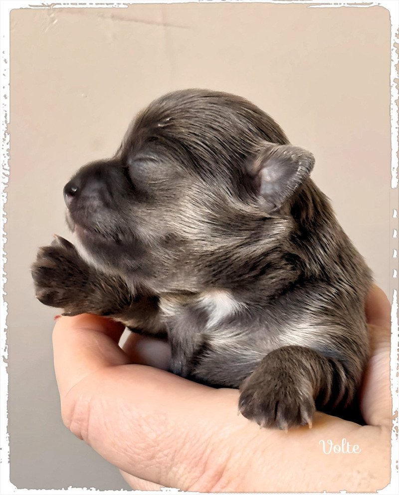 Volte Femelle Chihuahua Poil Long