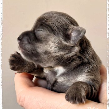 chiot Chihuahua Poil Long Bleu et tan Volte Chihuahuas Des Petits Pas de Danse chiot Chihuahua Poil Long Bleu et tan Volte Chihuahuas Des Petits Pas de Danse